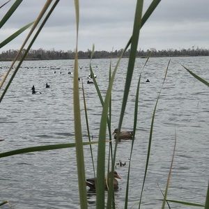 Meet your Posher, Randy